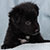Black Bi Male - Colt
