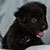 Black Bi Male - Colt