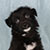Black Bi Male - Colt
