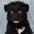 Black Bi Male - Colt