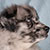 Blue Merle Male - Cowboy