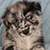 Blue Merle Male - Cowboy