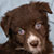 NOT AVAILABLE - Red Bi Female - Filly