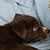NOT AVAILABLE - Red Bi Female - Filly