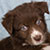 NOT AVAILABLE - Red Bi Female - Filly
