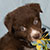 NOT AVAILABLE - Red Bi Female - Filly