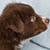 NOT AVAILABLE - Red Bi Female - Filly