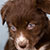 NOT AVAILABLE - Red Bi Female - Filly