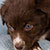 NOT AVAILABLE - Red Bi Female - Filly