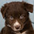 NOT AVAILABLE - Red Bi Female - Filly