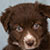 NOT AVAILABLE - Red Bi Female - Filly