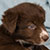 NOT AVAILABLE - Red Bi Female - Filly