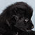 Black Bi Male - Scout