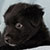 Black Bi Male - Scout
