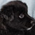 Black Bi Male - Scout