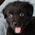 Black Bi Male - Scout
