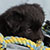 Black Bi Male - Scout