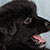 Black Bi Male - Scout