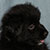 Black Bi Male - Scout