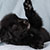 Black Bi Male - Scout