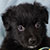 Black Bi Male - Scout