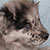 Blue Merle Male - Silver