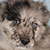 Blue Merle Male - Silver