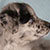 Blue Merle Male - Silver