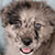 Blue Merle Male - Silver