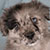 Blue Merle Male - Silver