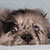 Blue Merle Male - Silver