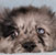 Blue Merle Male - Silver