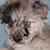 Blue Merle Male - Silver